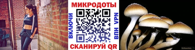 как найти закладки  Плавск  Галлюциногенные грибы Psilocybine cubensis 